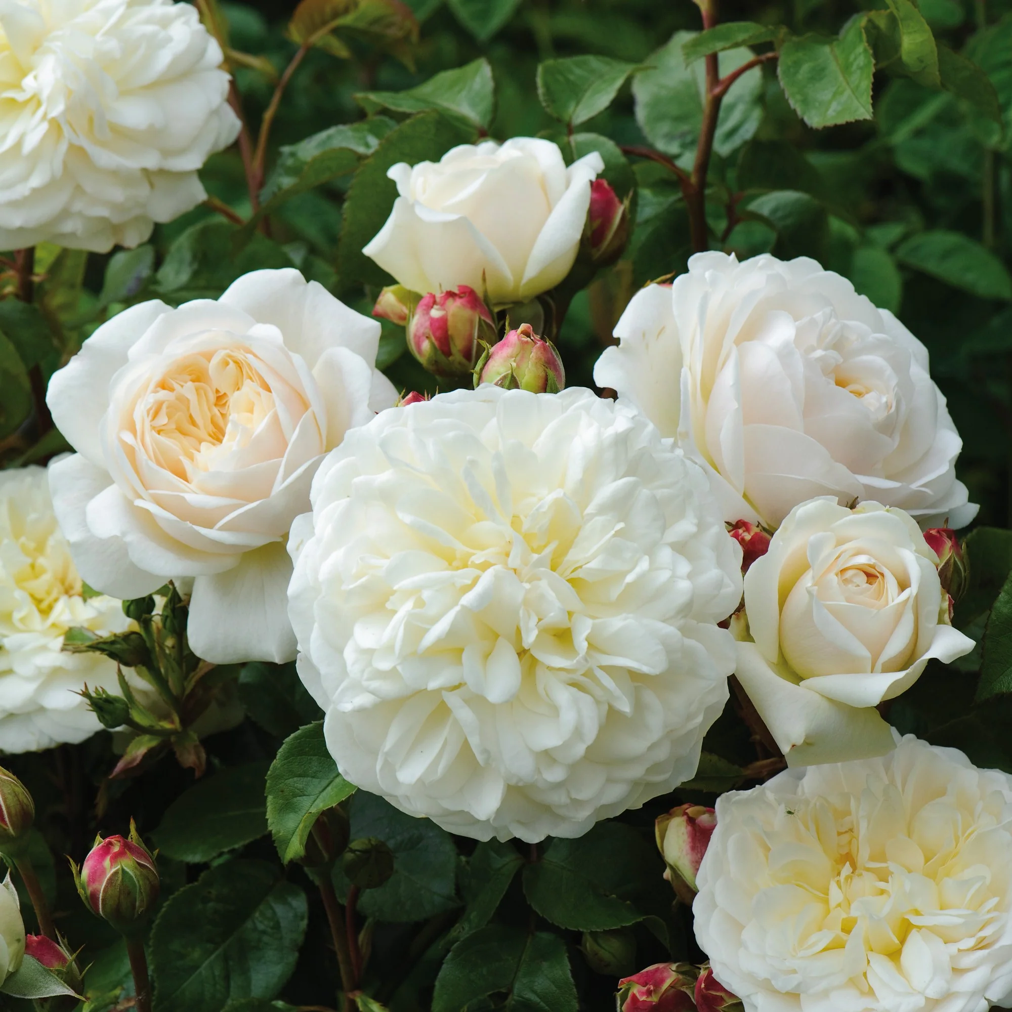 Rosa 'Tranquillity' - Image 2