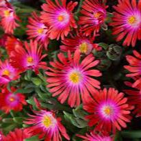Delosperma Jewel of Desert   P12