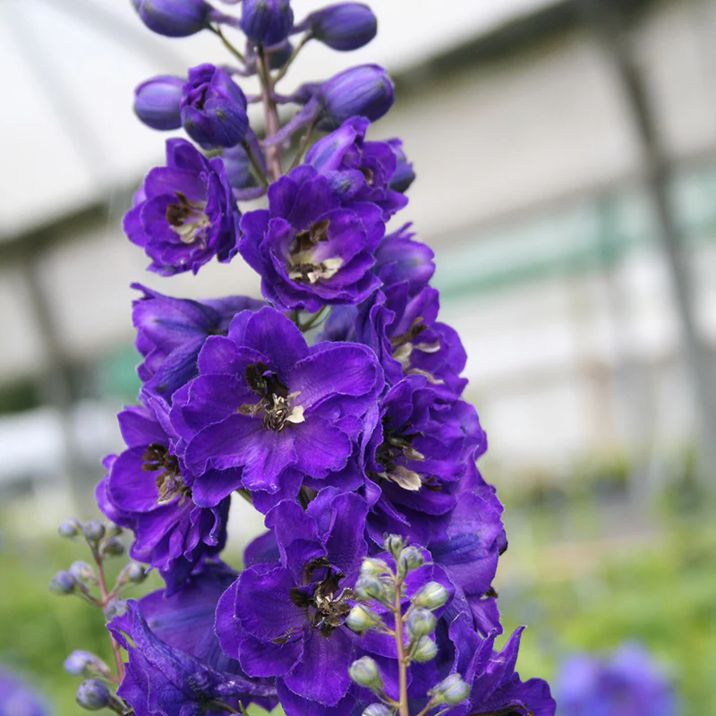 Delphinium Black Knight p.h. - Image 4