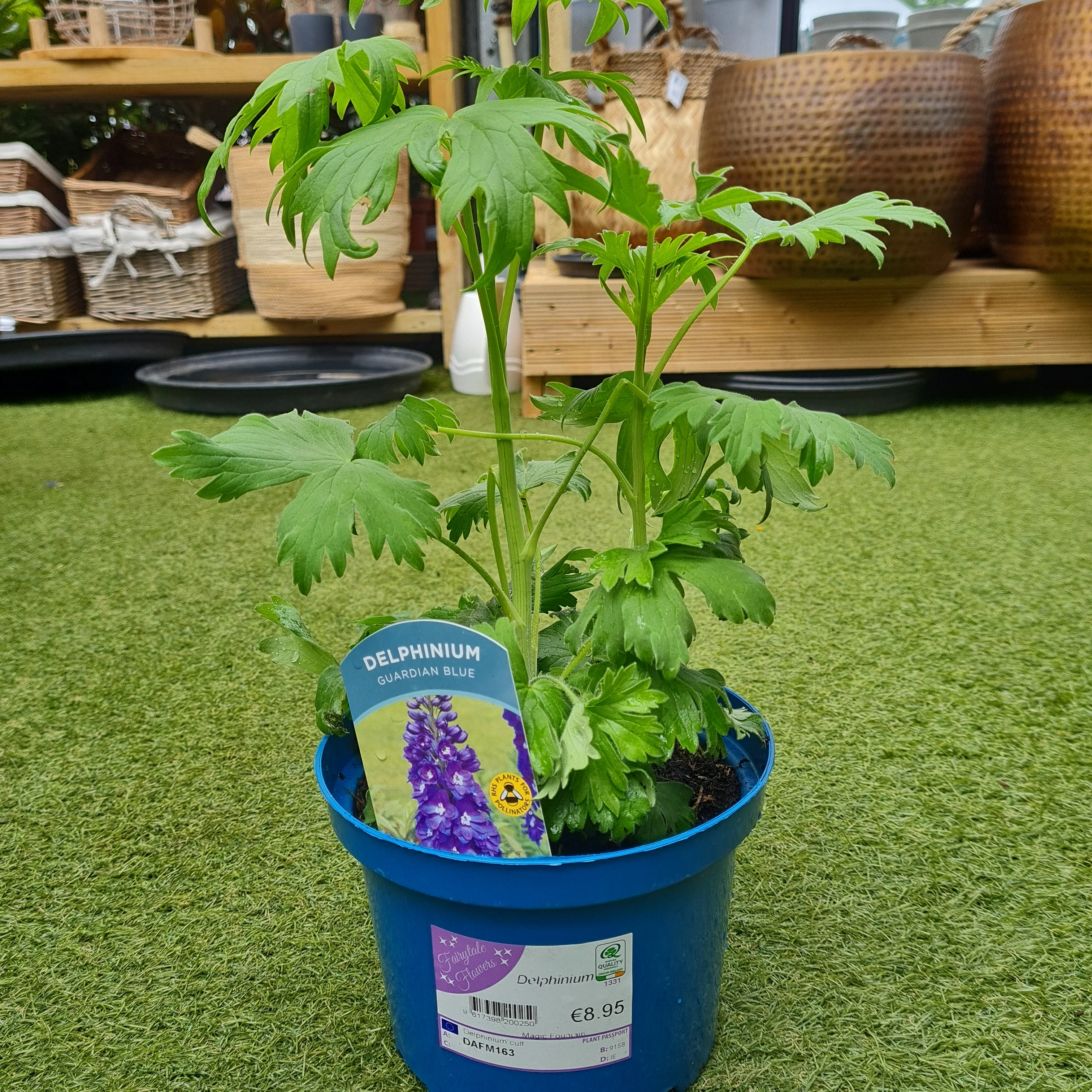 DELPHINIUM Guardian Blue - Image 2