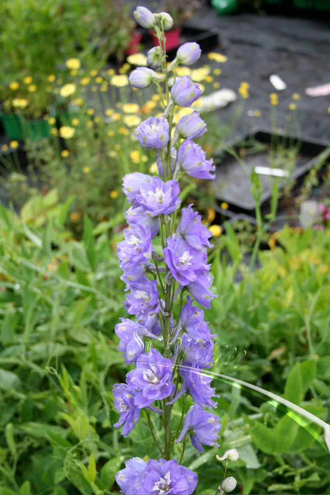 Delphinium Guinevere p.h.