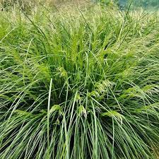 DESCHAMPSIA cesp. Palava
