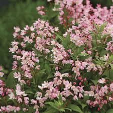 Deutzia Yuki Cherry Blossom - Image 2