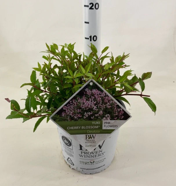 Deutzia Yuki Cherry Blossom