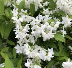 Deutzia Yuki Snowflake - Image 2