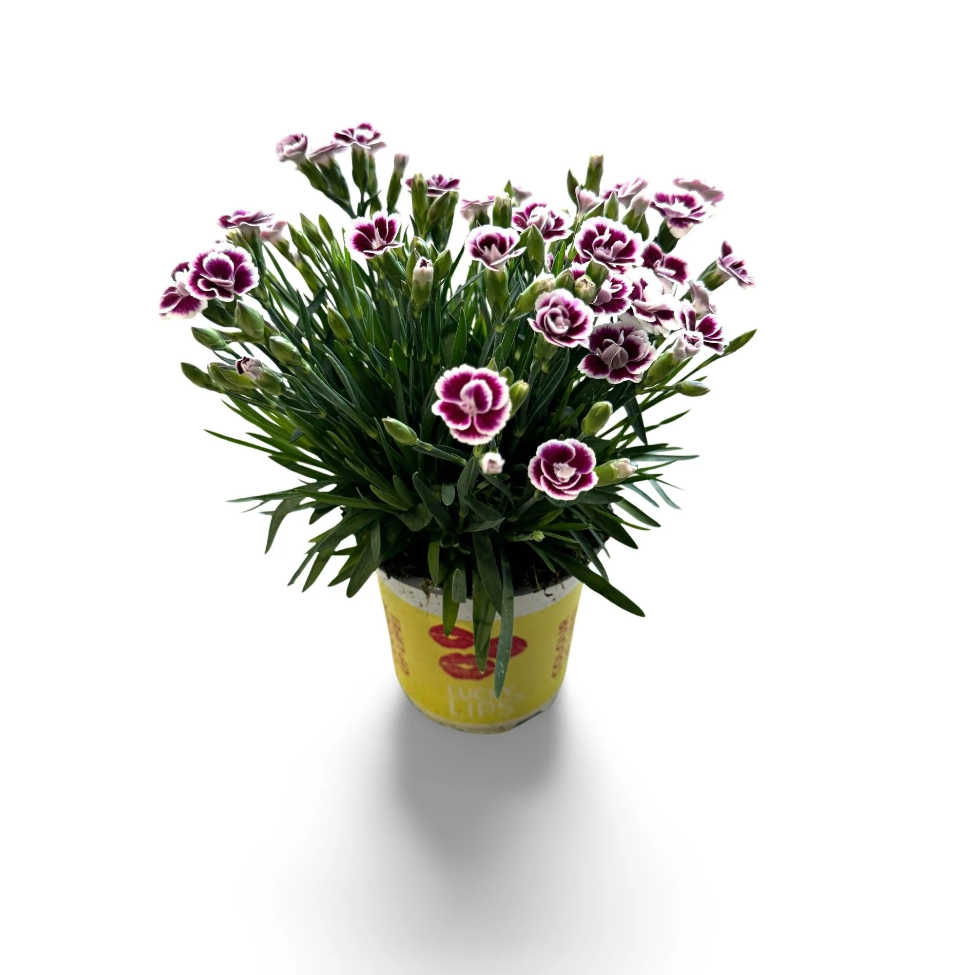 Dianthus allw. 'Lucky Lips Lena' 10,5 CM