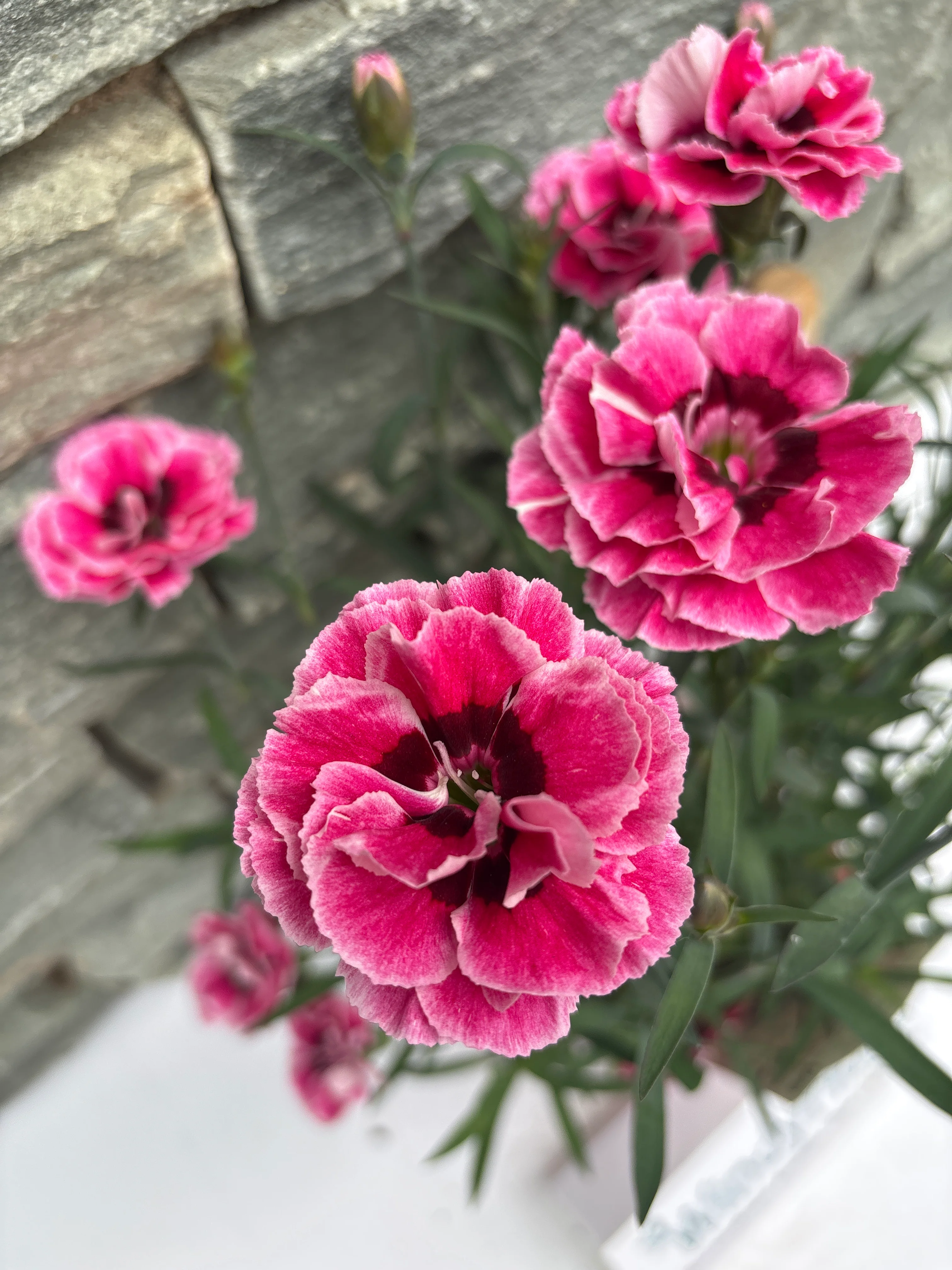 Dianthus Capitán® Cook - Image 2