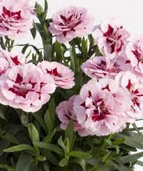 Dianthus car. Oscar Purple  P12 - Image 3