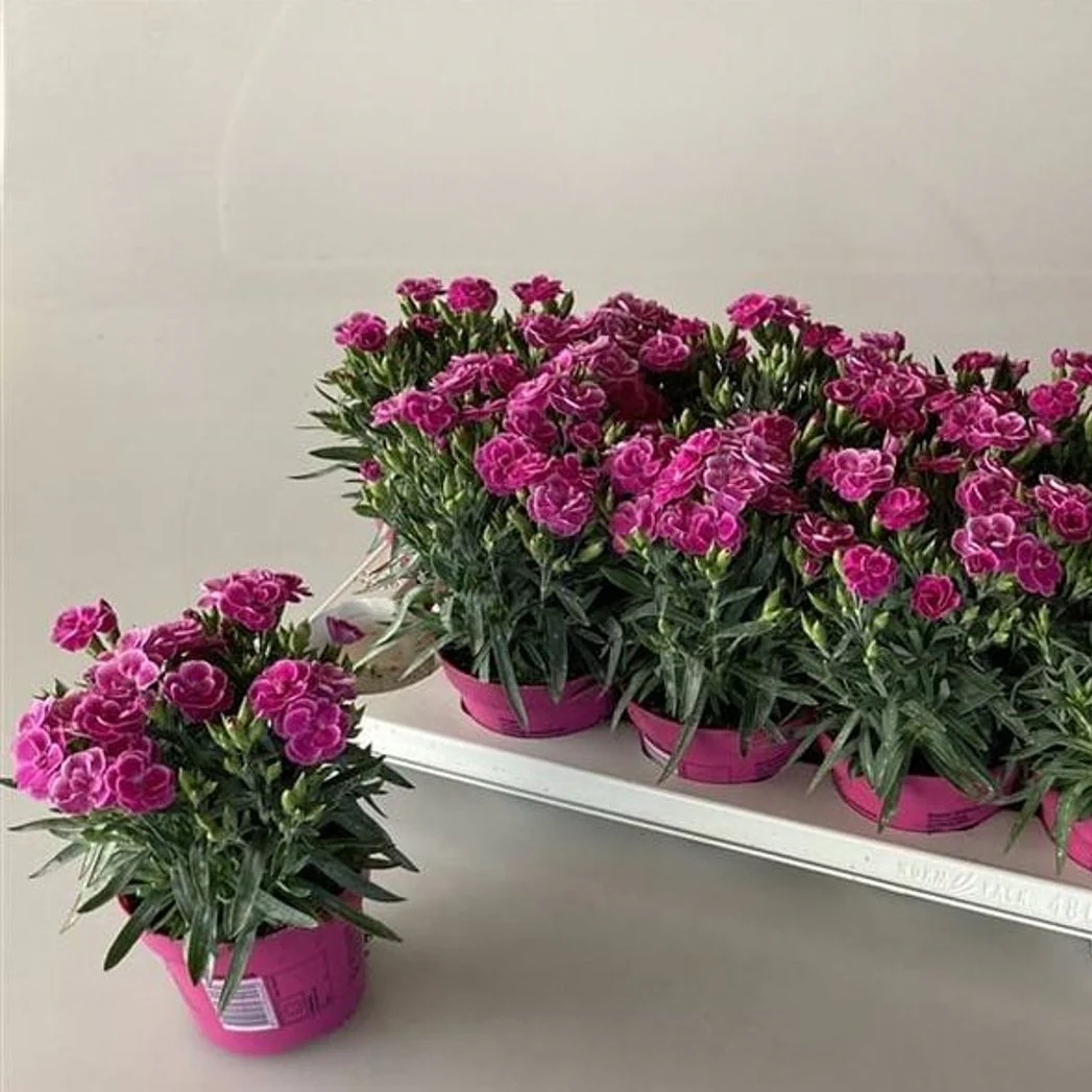 Dianthus car. Peman P12 - Image 2