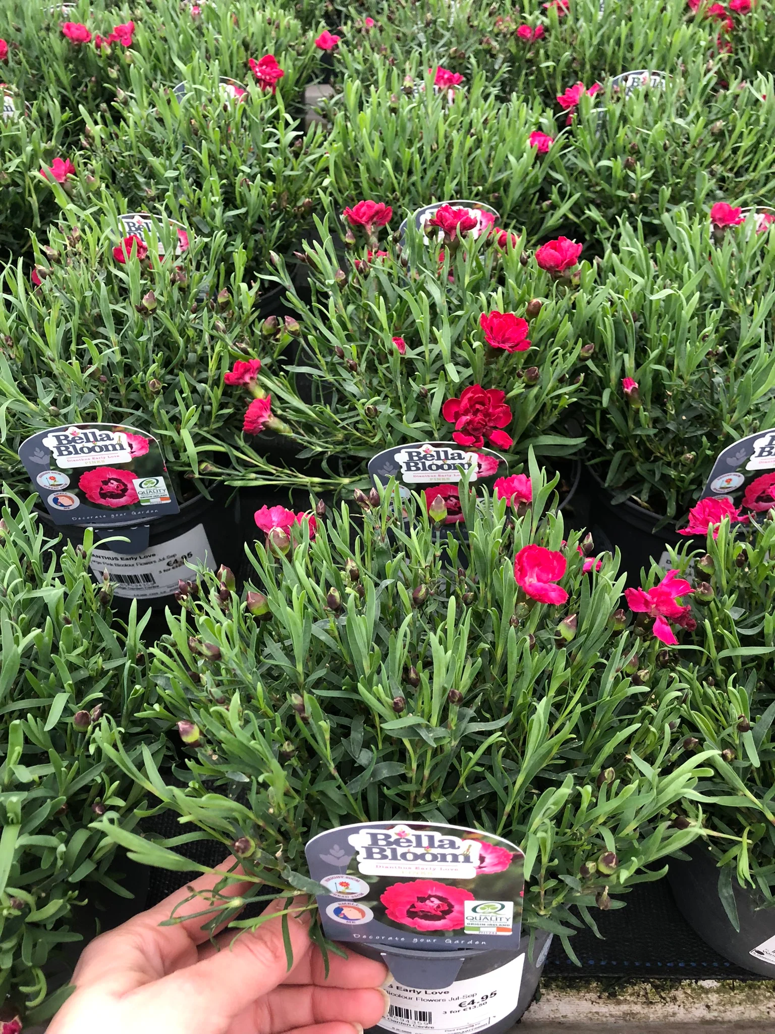DIANTHUS Early Love - Image 2