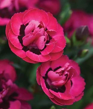 DIANTHUS Early Love - Image 3