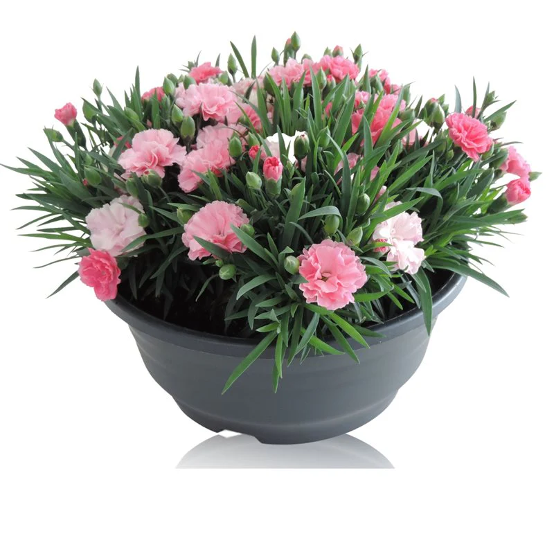 Dianthus I Love U 19 cm bowl