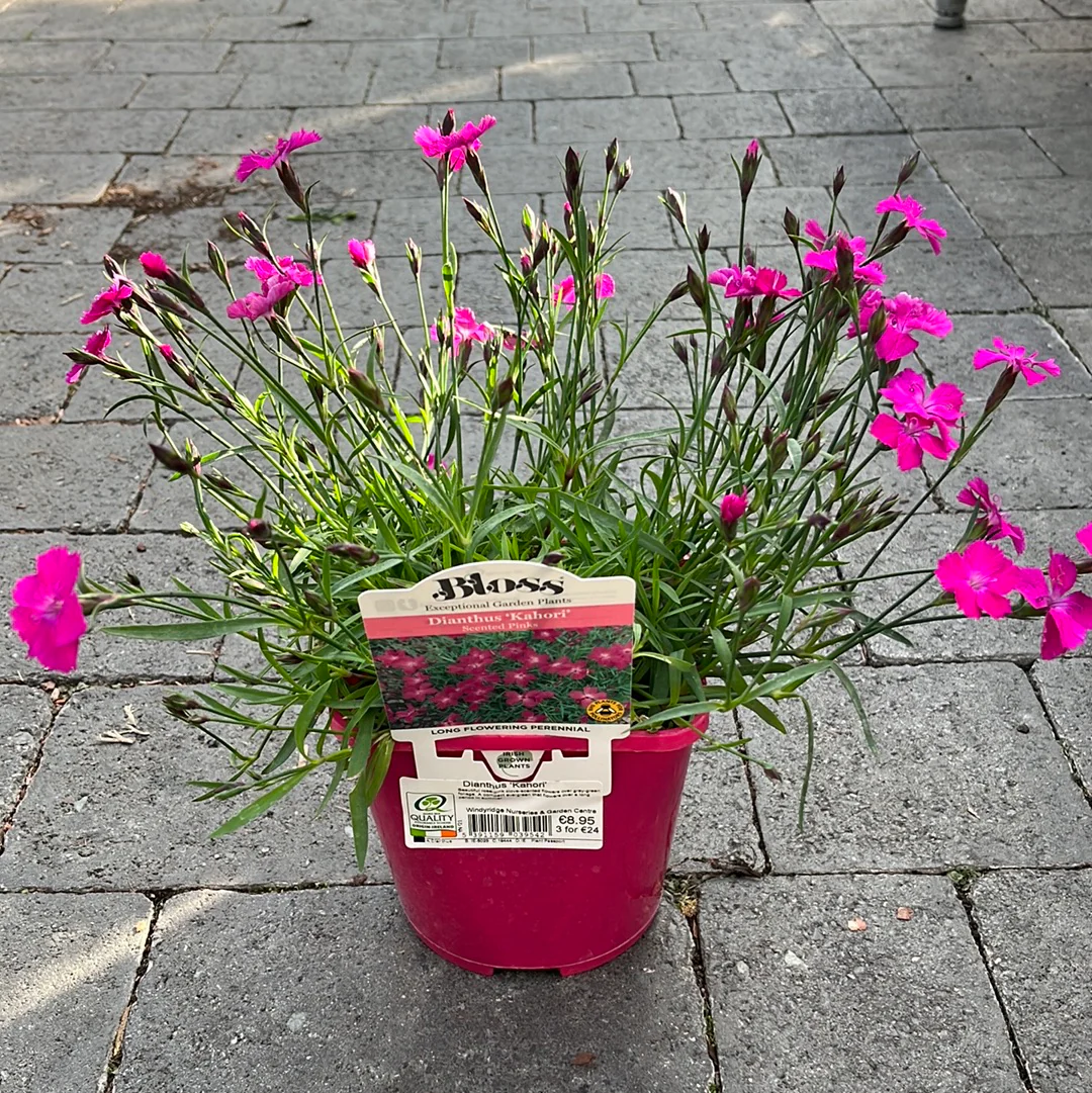 Dianthus Beauties® Kahori - Image 3