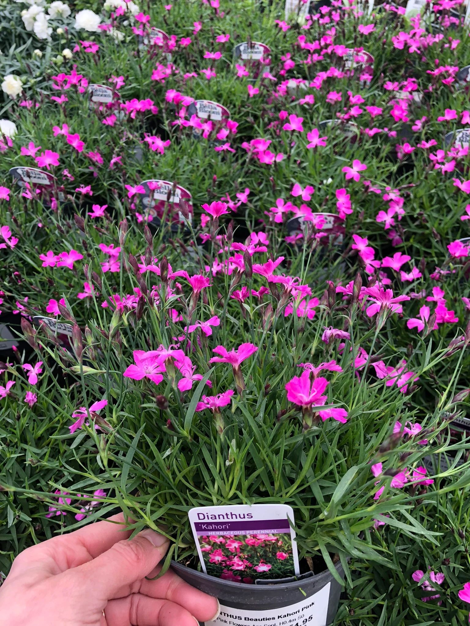 DIANTHUS Kahori Pink - Image 3