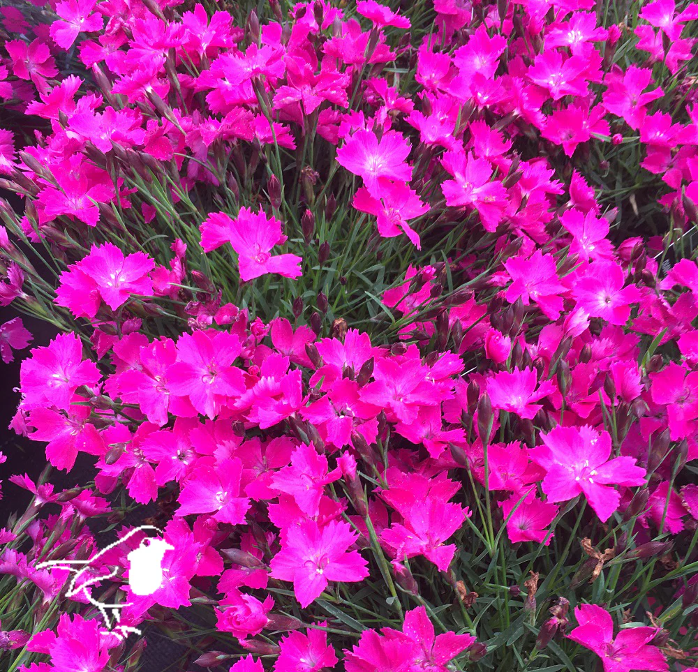 Dianthus Kahori pink pot