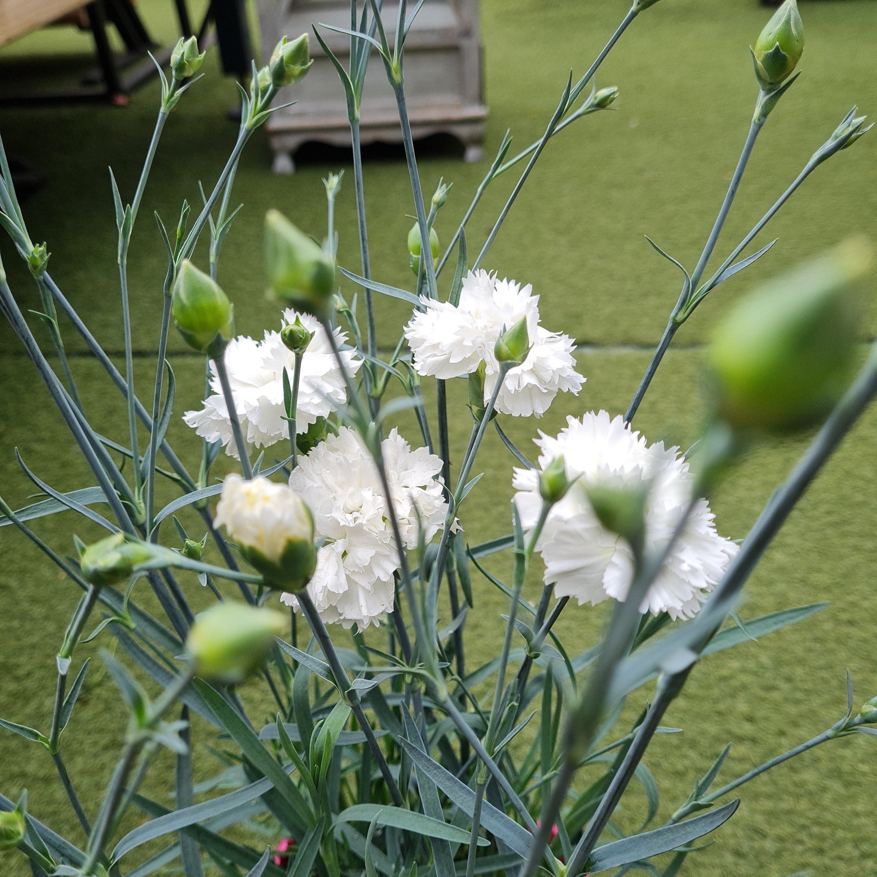 Dianthus 'Memories' - Image 6