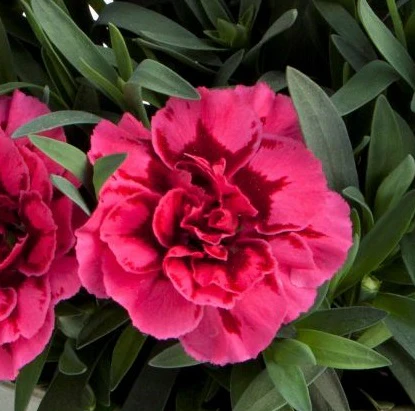 Dianthus Oscar Purple