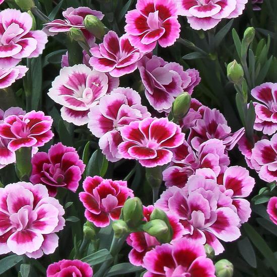 Dianthus Pink Kisses 1Lt