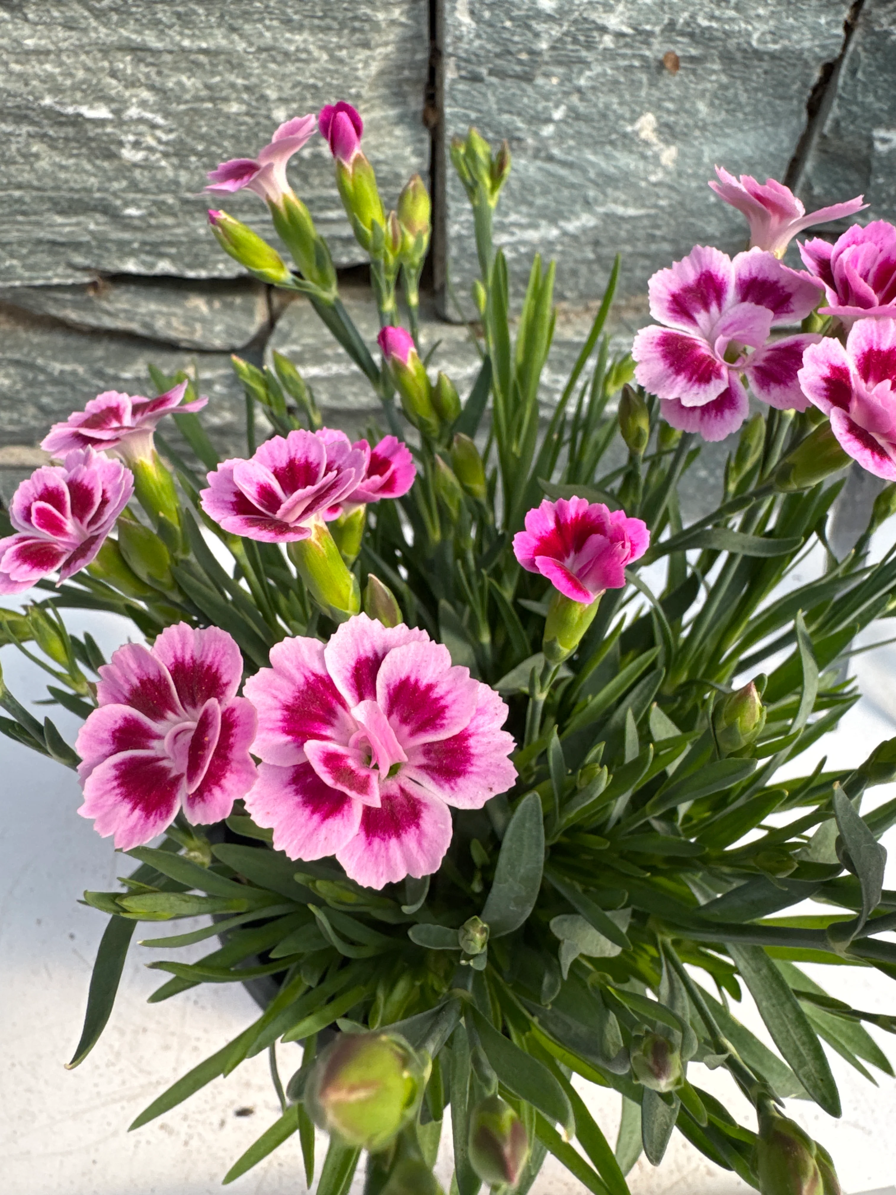 Dianthus 'Pink Kisses' Dianthus Pink Kisses PO 10,5 CM © - Image 2