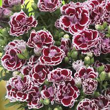 DIANTHUS sunflor Bianca