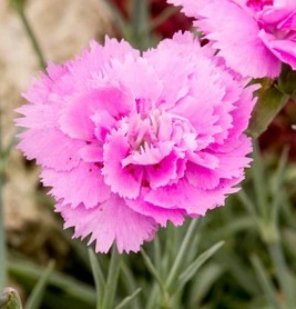DIANTHUS Whatfield Can Can