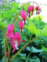Dicentra spectabilis - Image 4