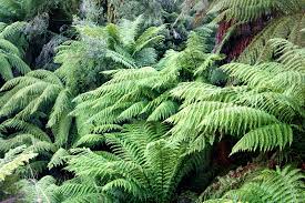 DICKSONIA antarctica 120cm - Image 2
