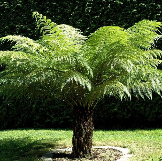 Dicksonia Antarctica 150cm 5 foot - Image 2