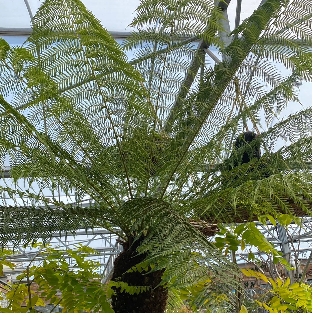 Dicksonia Antarctica 180 6 foot - Image 4