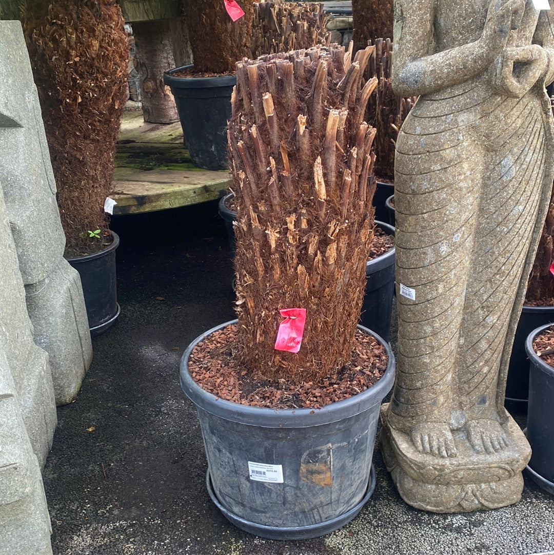 DICKSONIA antarctica 90cm