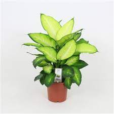 Dieffenbachia Summer Style P17 - Image 2