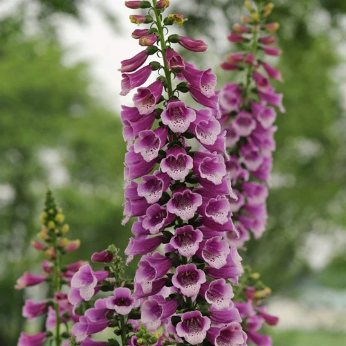Digitalis 'Dalmation Purple' - Image 2