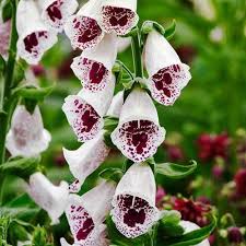 DIGITALIS pur. Pams Choice - Image 2