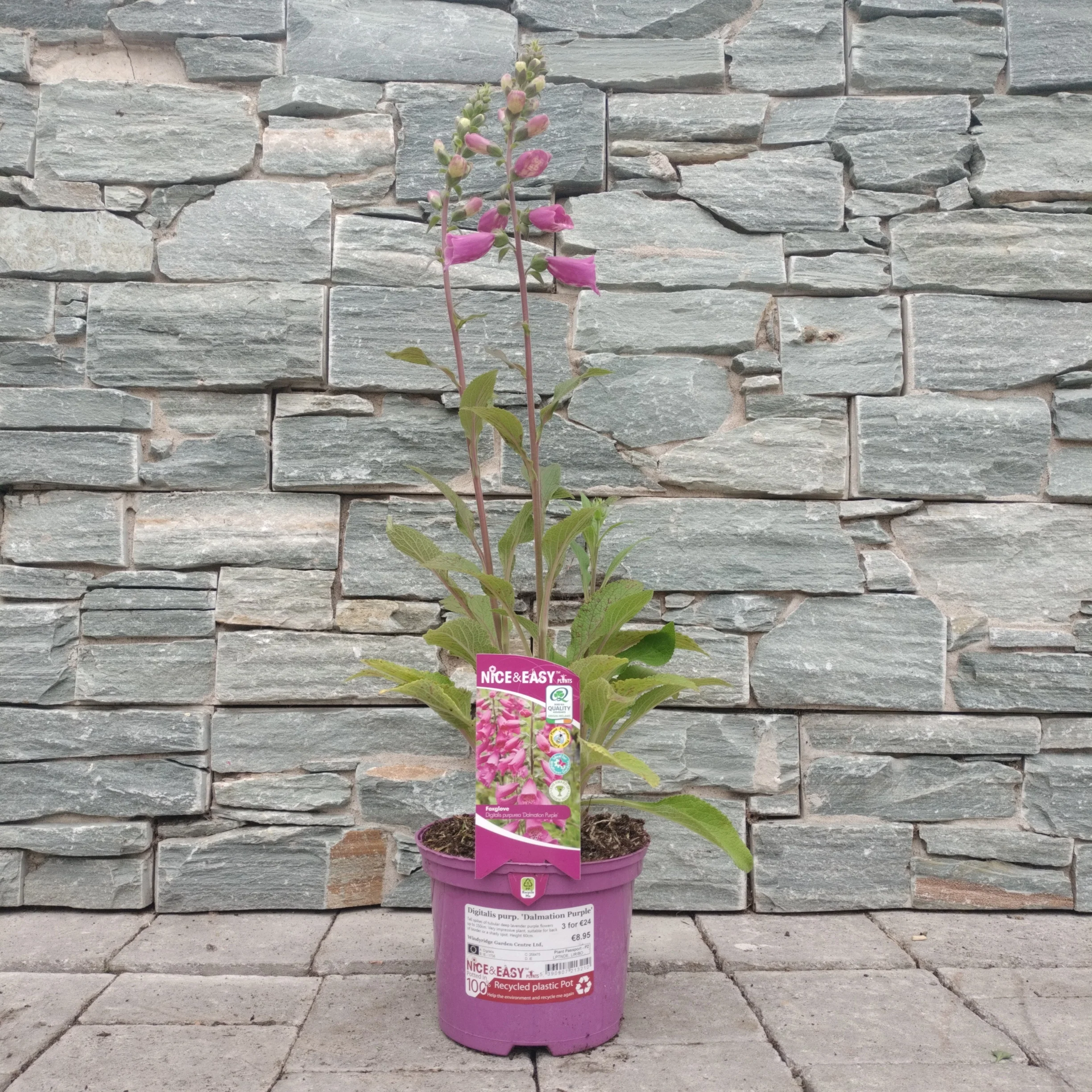 Digitalis purp. Dalmation Purple - Image 2