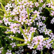 DIOSMA Sunset Gold - Image 2