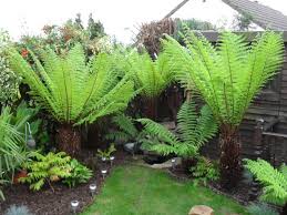 DO NOT USE DICKSONIA ANTARCTICA - Tree Fern