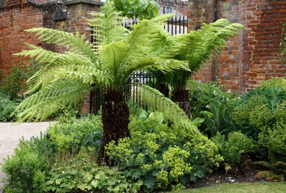 DO NOT USE DICKSONIA ANTARCTICA - Tree Fern 2 foot