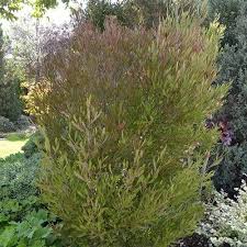 DODONEA visc. Purpurea - Image 2