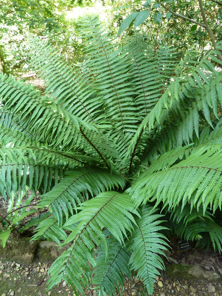 DRYOPTERIS wallichiana 24.95