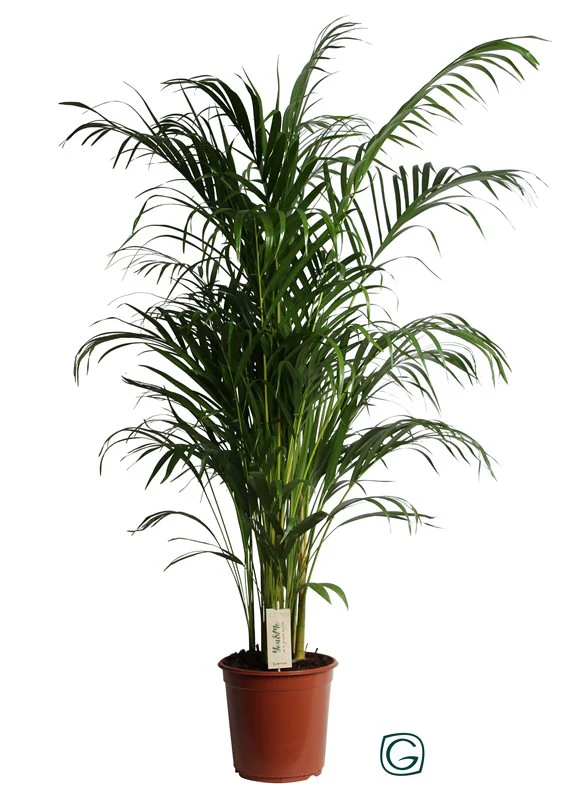 Dypsis lutescens 140 CM