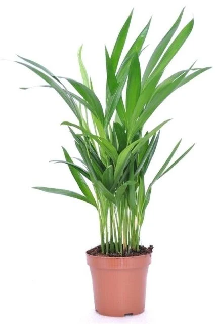 Dypsis lutescens (Areca) P9