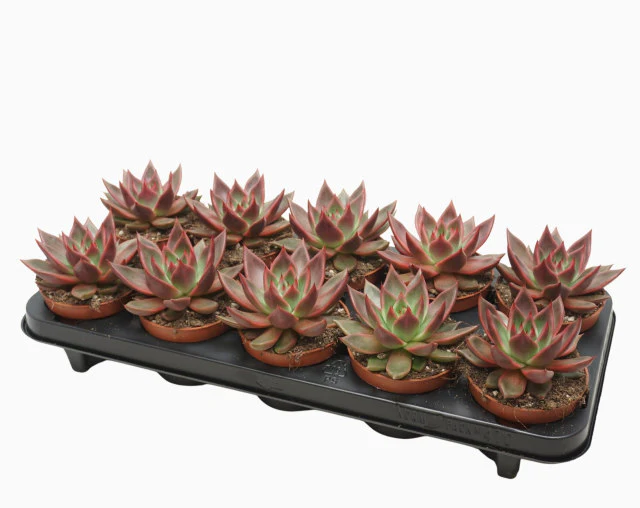 Echeveria Antaris P10.5