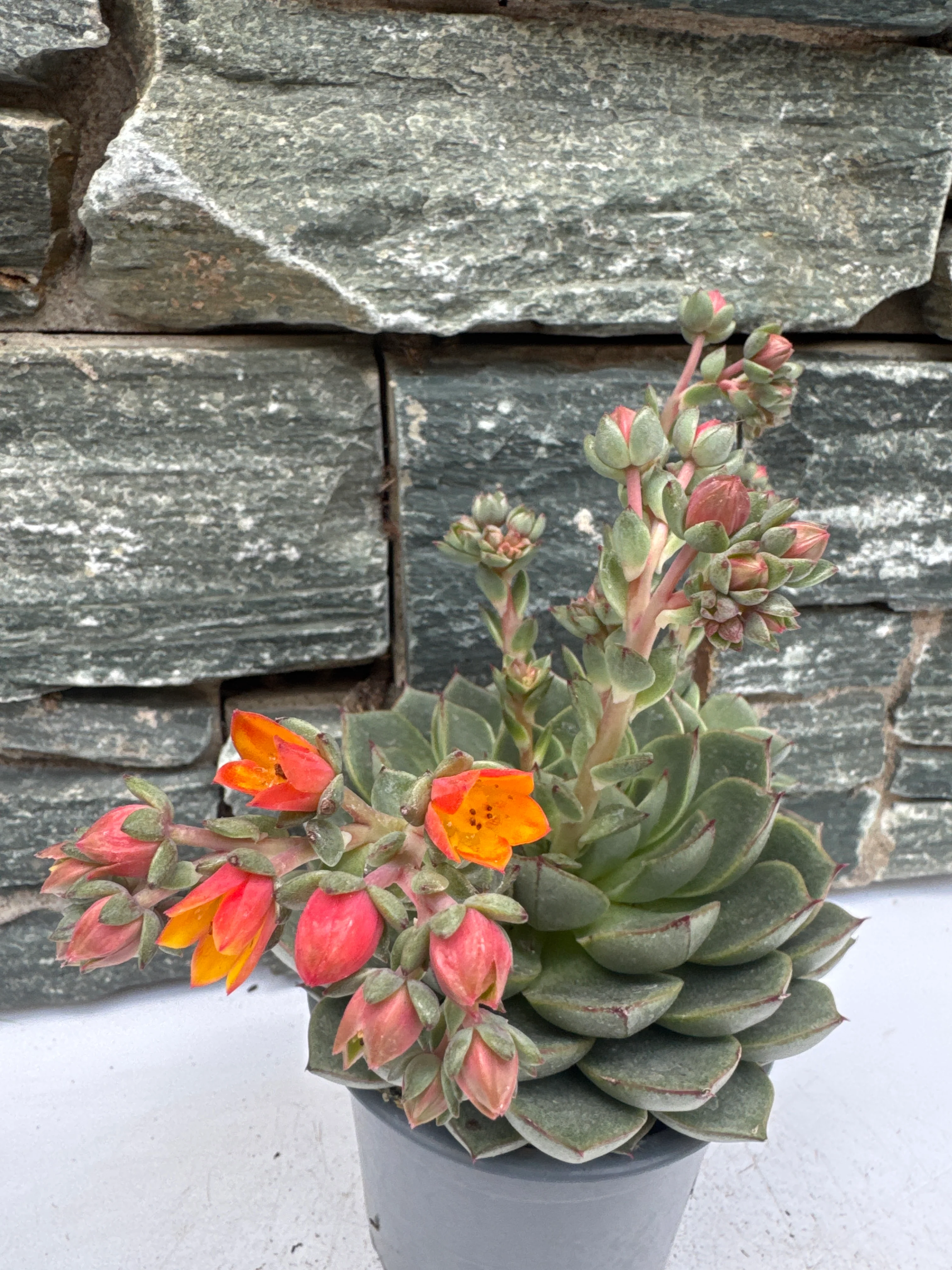 Echeveria Dondo - Image 4