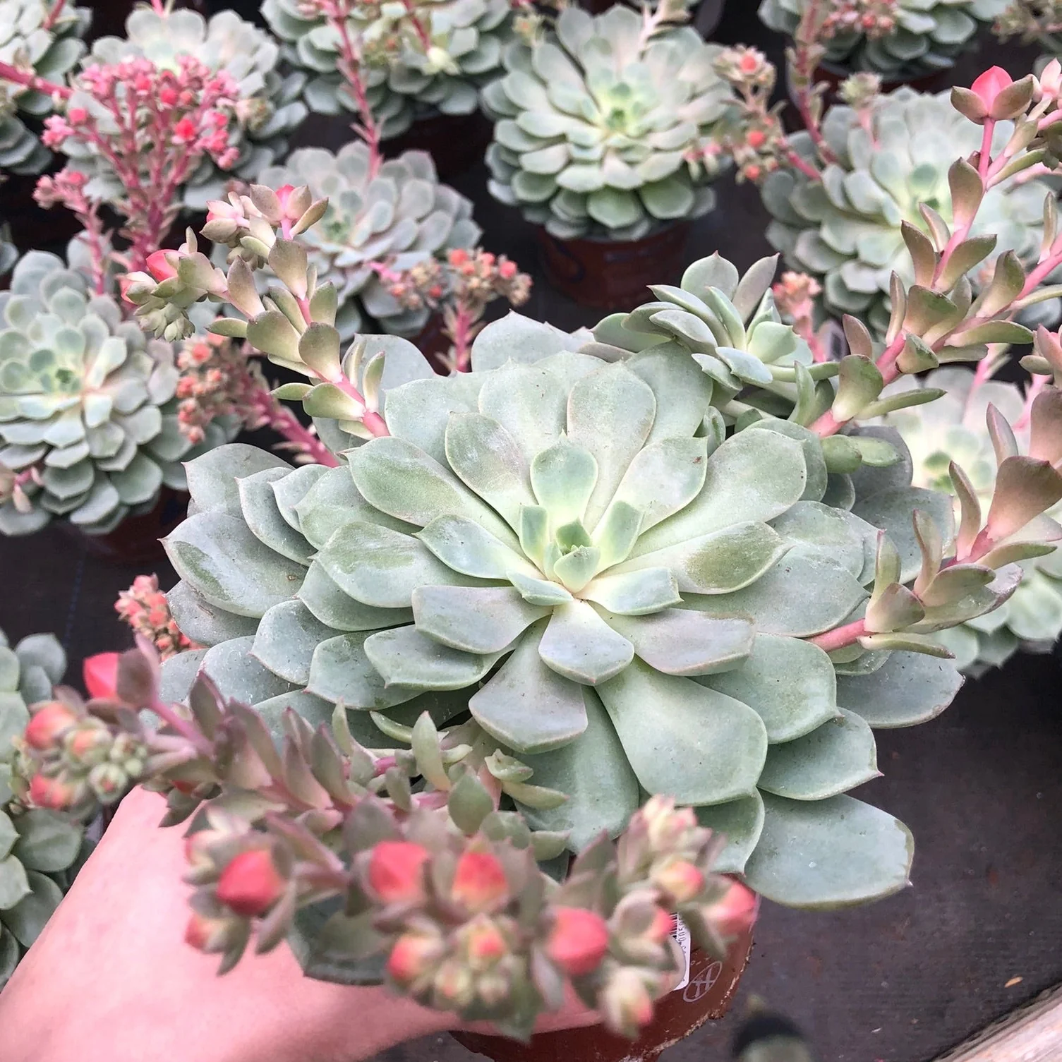 Echeveria Dondo