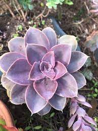 Echeveria Pearl of Neurenberg