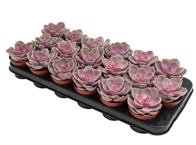 Echeveria Pearl of Neurenberg - Image 2
