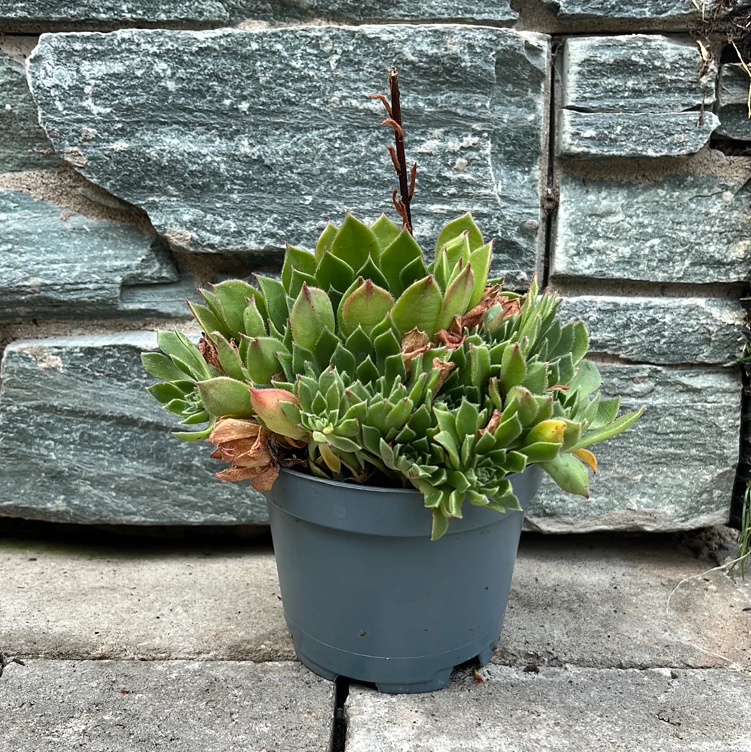 Echeveria setosa - Image 2