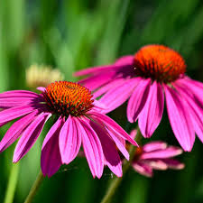 Echinacea 5 Ltr