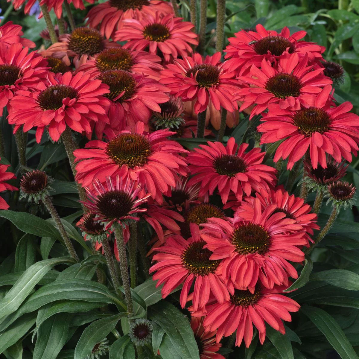 ECHINACEA Prima Ruby