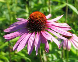 Echinacea purp. Magnus